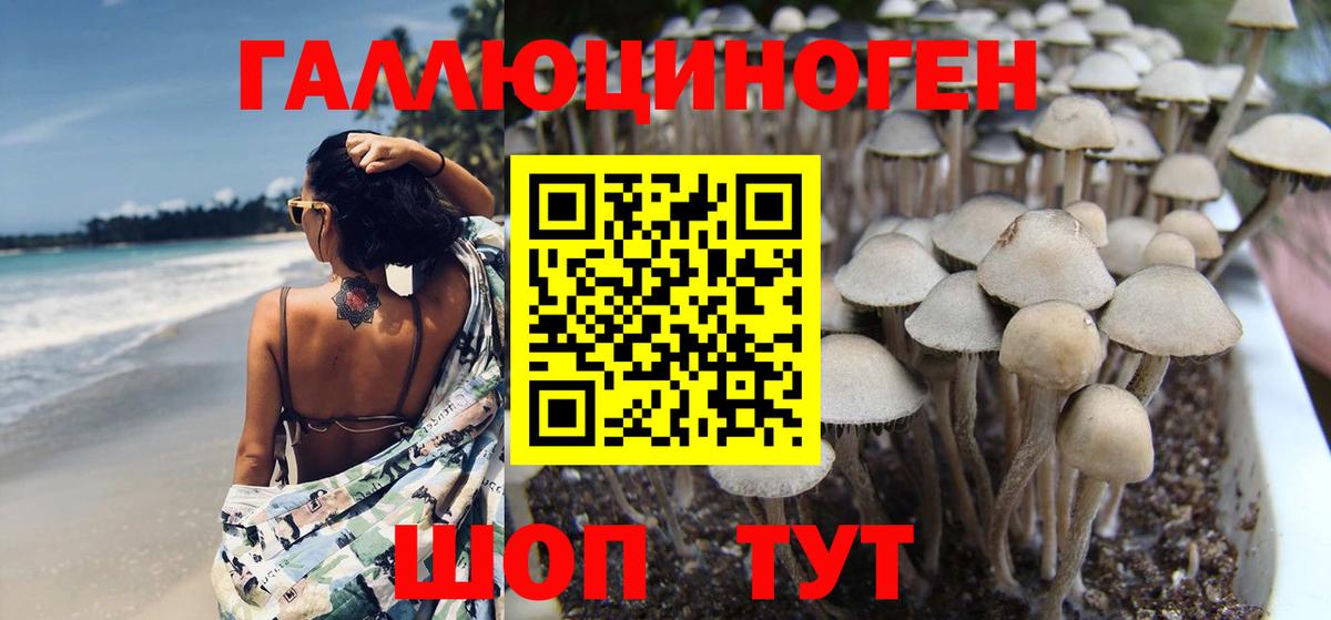 Псилоцибиновые грибы Cubensis Отрадный